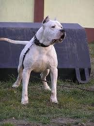 szczenieta-dogo-argentino-dog-argentynski